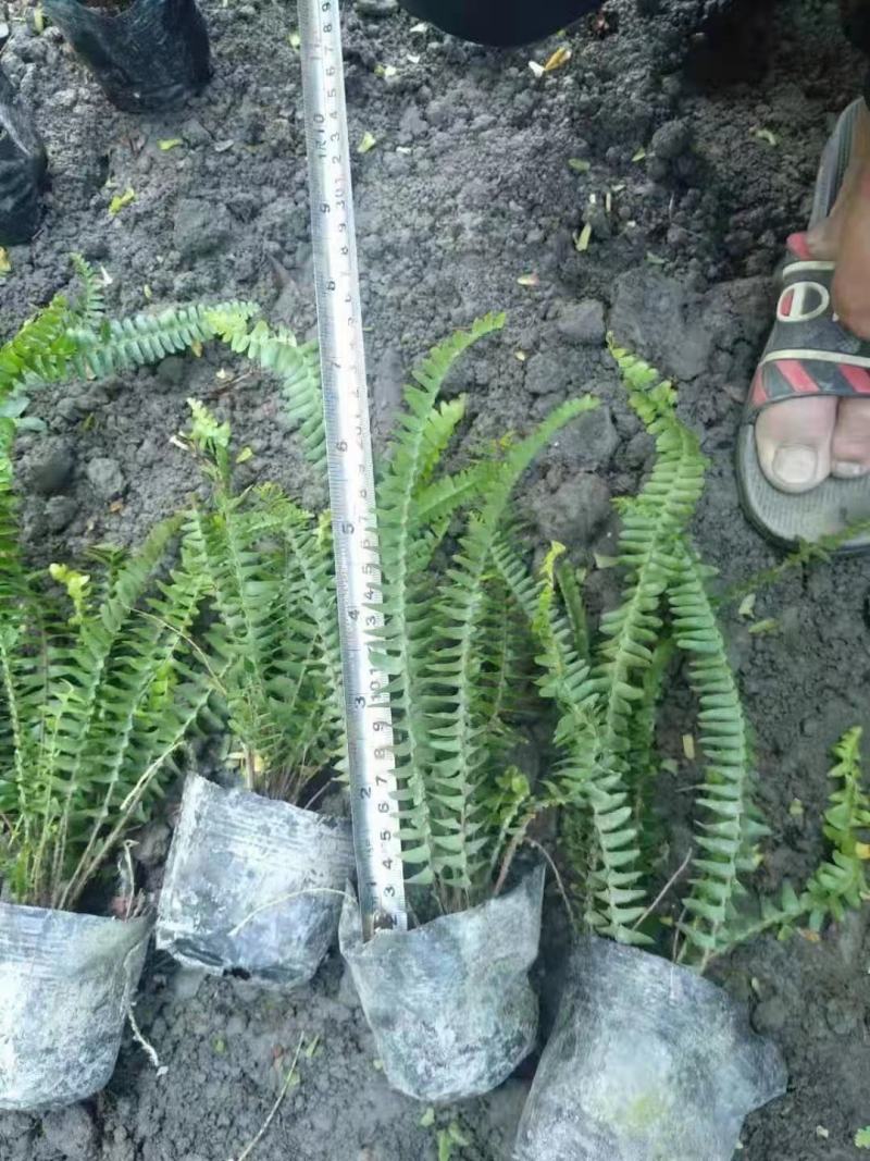 四川肾蕨苗肾蕨小杯苗/地苗出售量多5-20片叶子