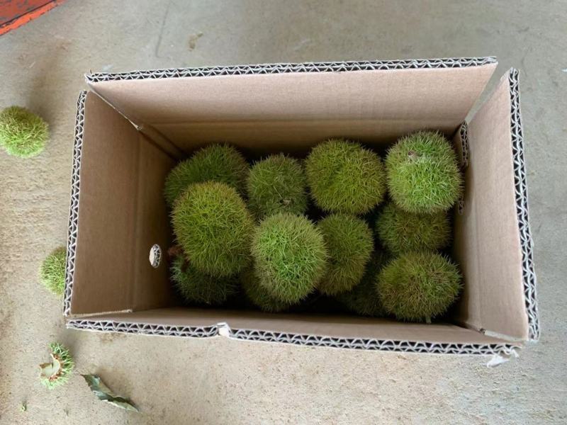 新鲜板栗刺球，大别山深山中的绿色食品，可生吃和熟吃，