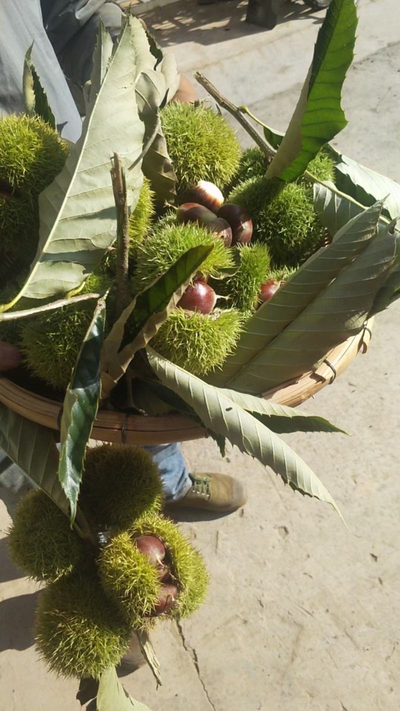 新鲜板栗刺球，大别山深山中的绿色食品，可生吃和熟吃，