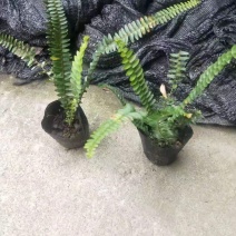 四川肾蕨苗肾蕨小杯苗/地苗出售量多5-20片叶子