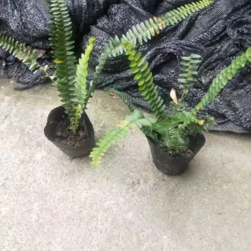 四川肾蕨苗肾蕨小杯苗/地苗出售量多5-20片叶子
