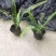 四川肾蕨苗肾蕨小杯苗/地苗出售量多5-20片叶子