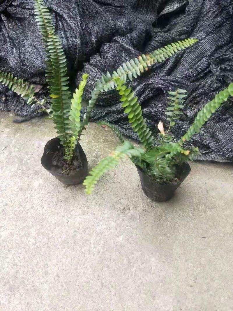 四川肾蕨苗肾蕨小杯苗/地苗出售量多5-20片叶子