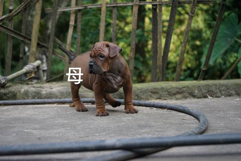 重庆地区长期出售正宗大体外山川东猎犬马犬下司黑狼