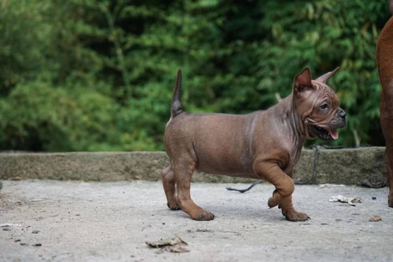 重庆地区长期出售正宗大体外山川东猎犬马犬下司黑狼