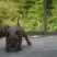 重庆地区长期出售正宗大体外山川东猎犬马犬下司黑狼