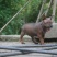 重庆地区长期出售正宗大体外山川东猎犬马犬下司黑狼