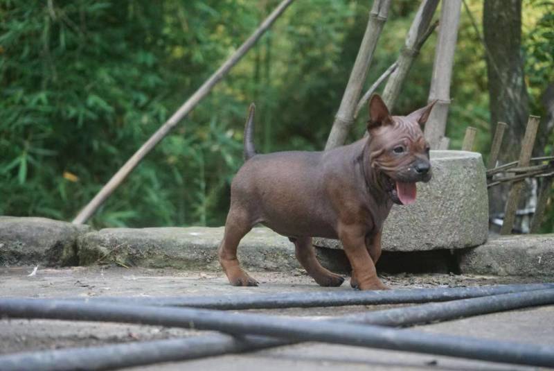 重庆地区长期出售正宗大体外山川东猎犬马犬下司黑狼