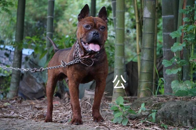 重庆地区长期出售正宗大体外山川东猎犬马犬下司黑狼