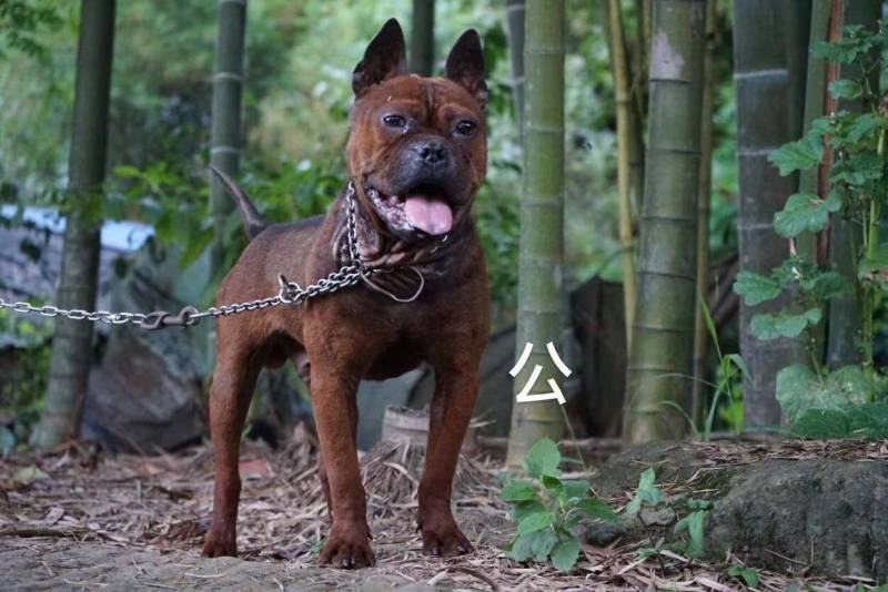 重庆地区长期出售正宗大体外山川东猎犬马犬下司黑狼
