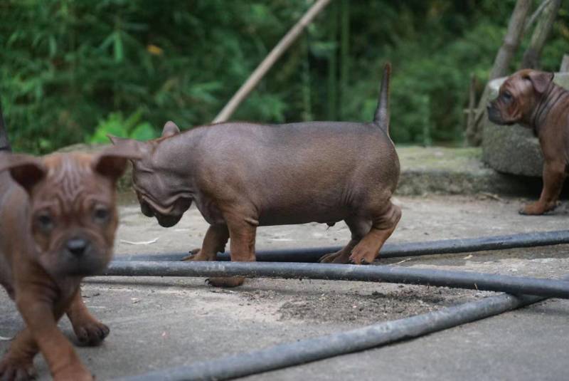 重庆地区长期出售正宗大体外山川东猎犬马犬下司黑狼