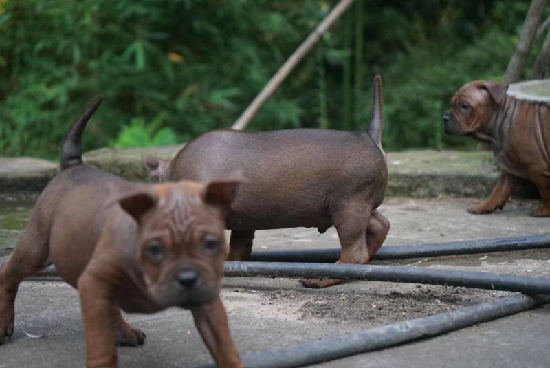 重庆地区长期出售正宗大体外山川东猎犬马犬下司黑狼