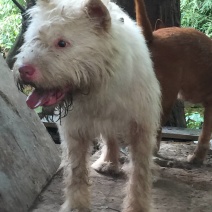 重庆地区长期出售正宗大体外山川东猎犬马犬下司黑狼