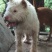 重庆地区长期出售正宗大体外山川东猎犬马犬下司黑狼