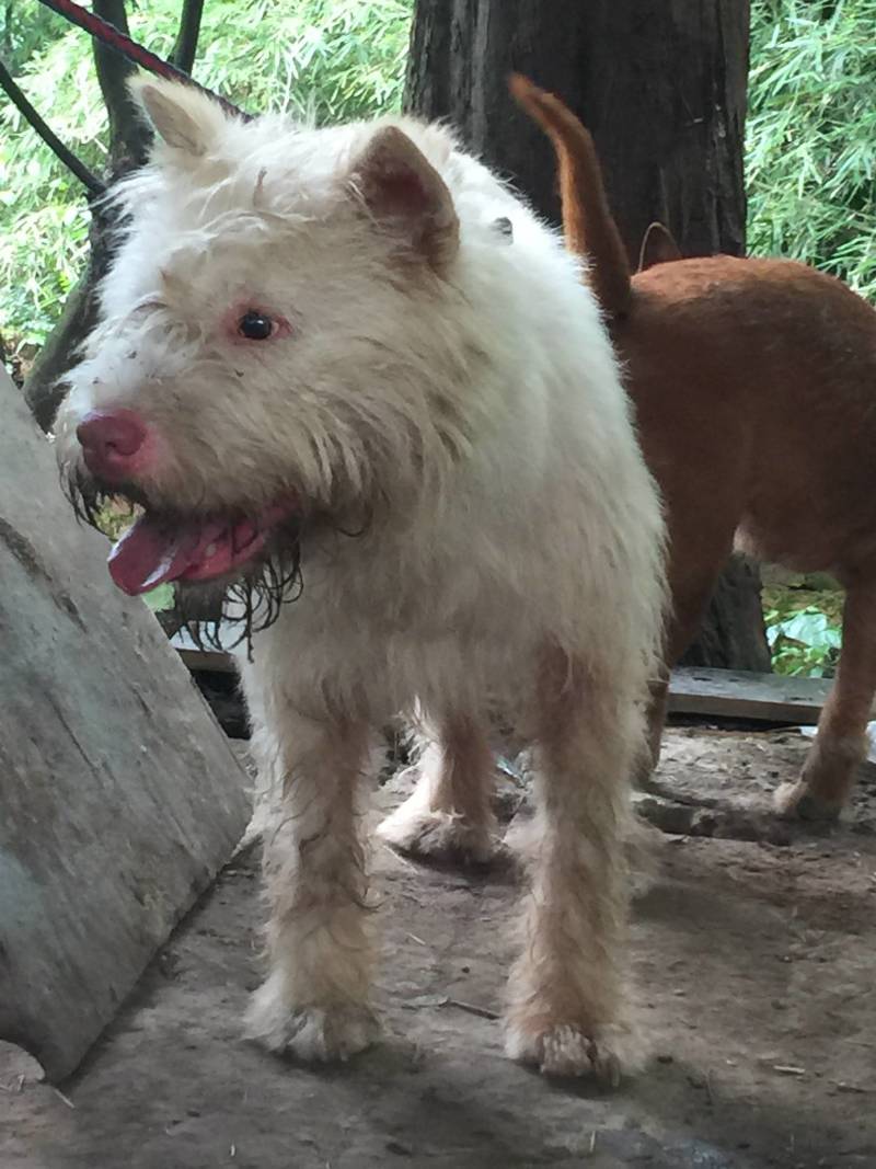 重庆地区长期出售正宗大体外山川东猎犬马犬下司黑狼