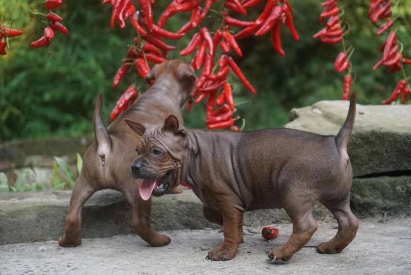 重庆地区长期出售正宗大体外山川东猎犬马犬下司黑狼