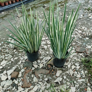 批发花叶玉蝉花玉蝉花加仑杯基地直销一手货源视频看货
