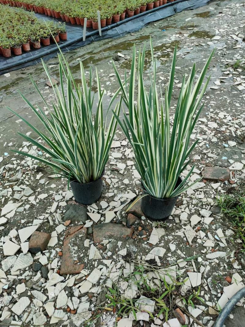 批发花叶玉蝉花玉蝉花加仑杯基地直销一手货源视频看货