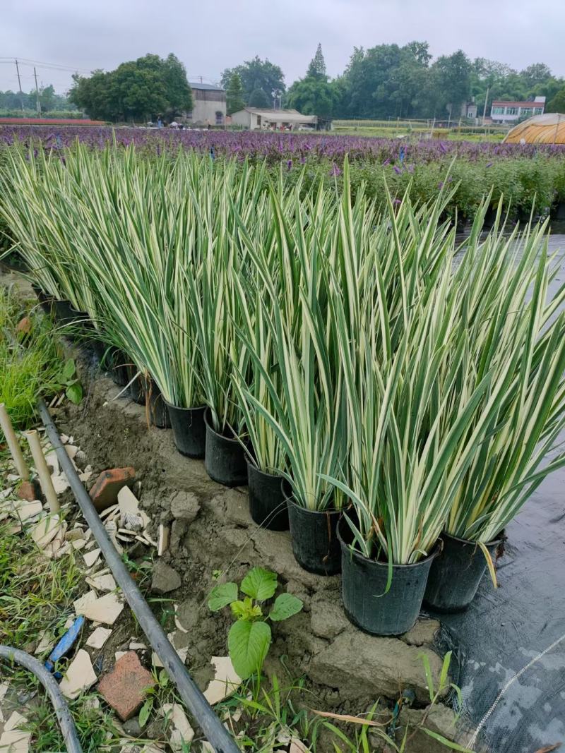 批发花叶玉蝉花玉蝉花加仑杯基地直销一手货源视频看货