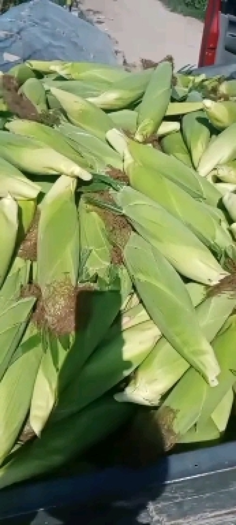 精品各种甜玉米大量上市