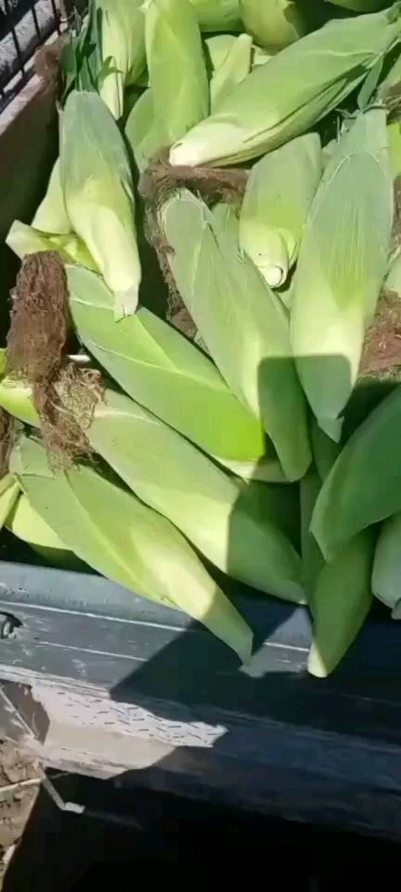 精品各种甜玉米大量上市