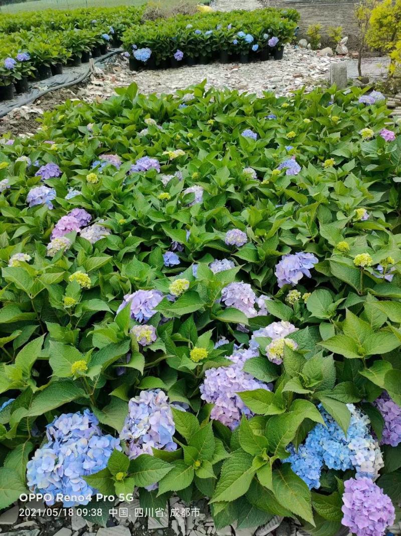 批发无尽夏绣球加仑无尽夏绣球花双色杯基地直销一手货源