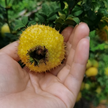 刺梨果