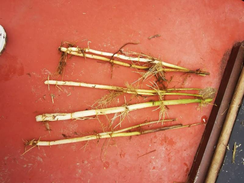 芦苇，白洋淀野生芦苇，挺水植物。净化水质