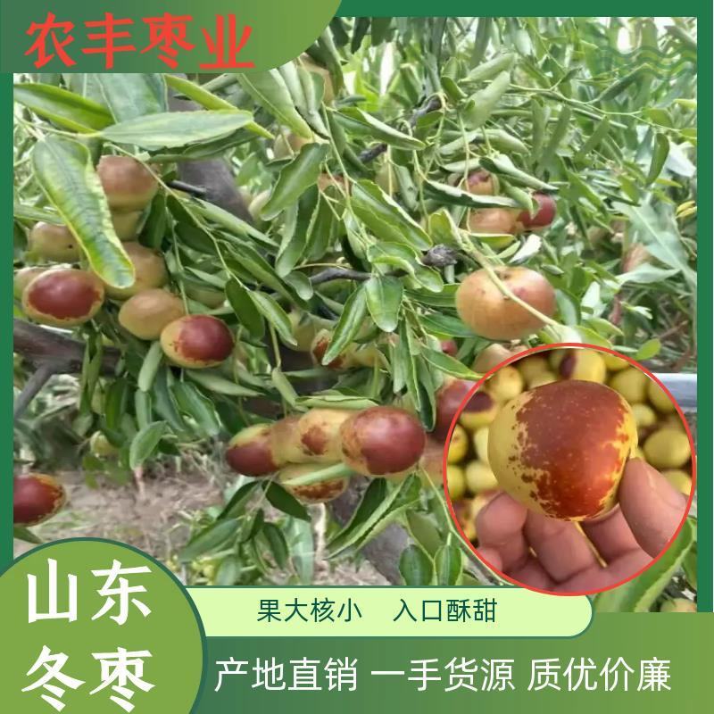山东冬枣，鲜枣大量上市供应产地直供一手货源批发全国发货