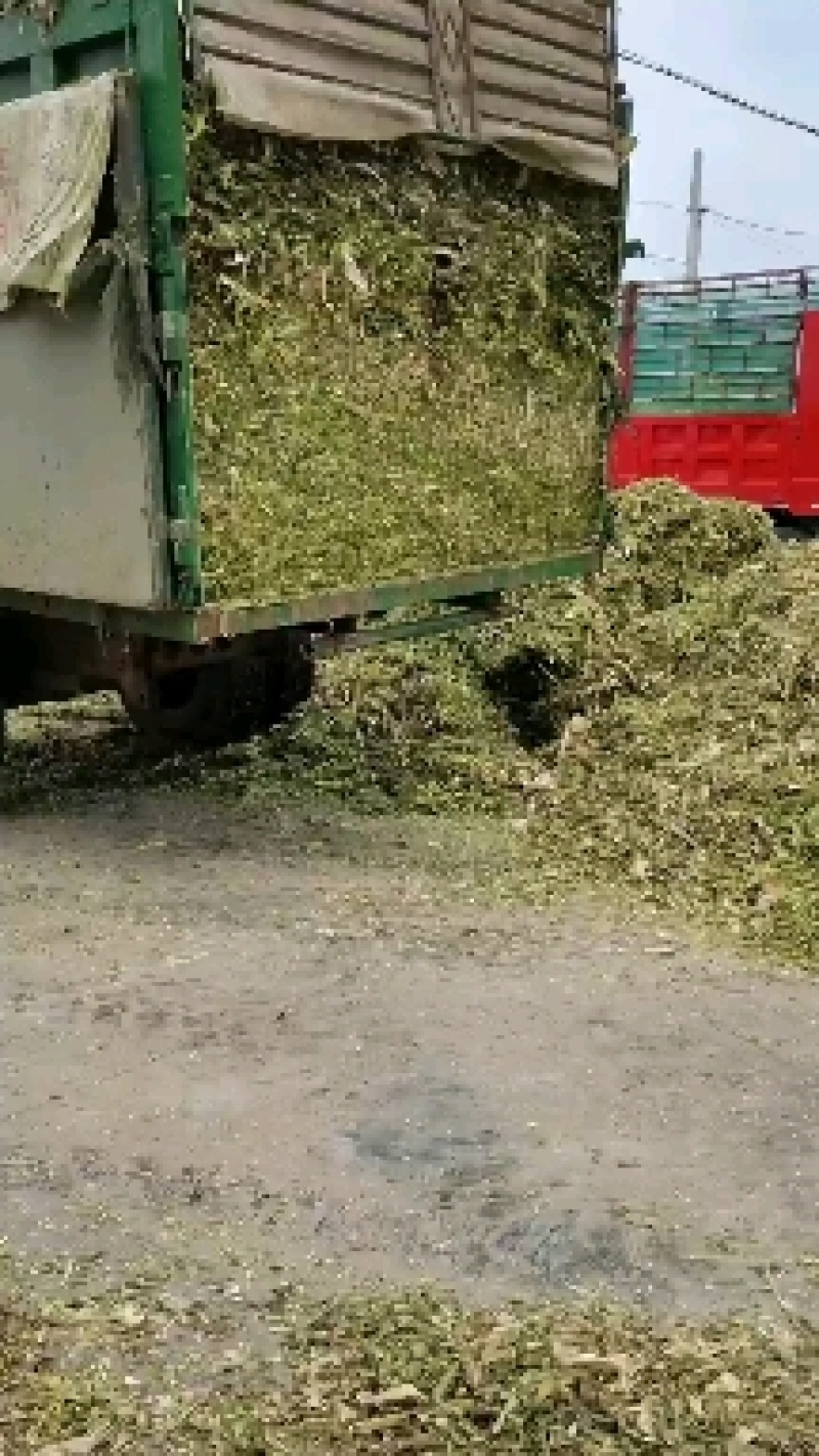 江苏盐城东台玉米秸秆青贮青储产地直销质量保证