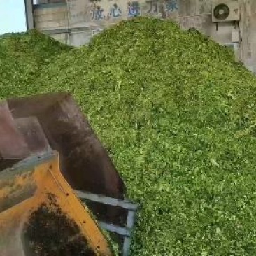 江苏盐城东台玉米秸秆青贮青储产地直销质量保证