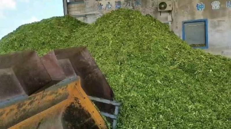 江苏盐城东台玉米秸秆青贮青储产地直销质量保证