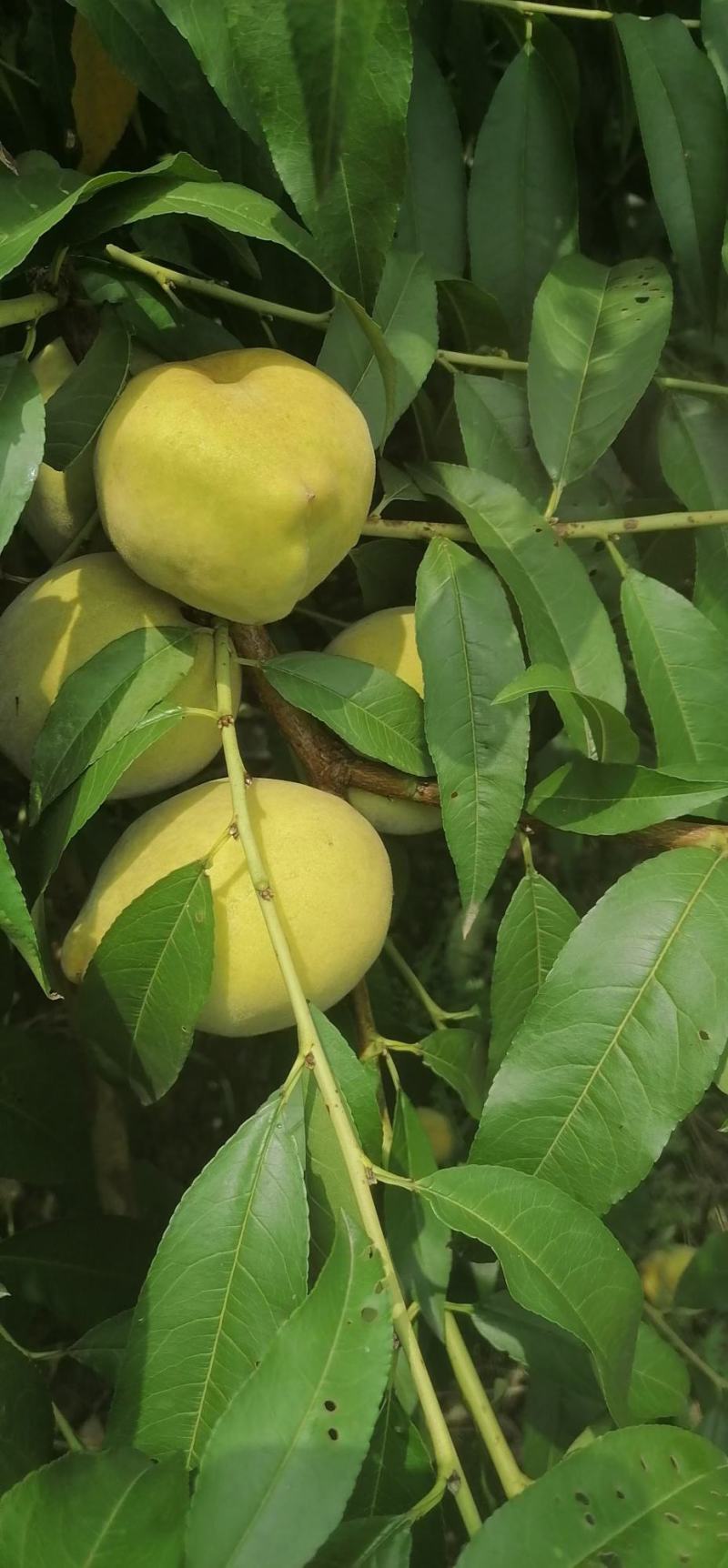 自己家黄桃园种植，天然种植无污染，个大脆甜，欢迎采购。可