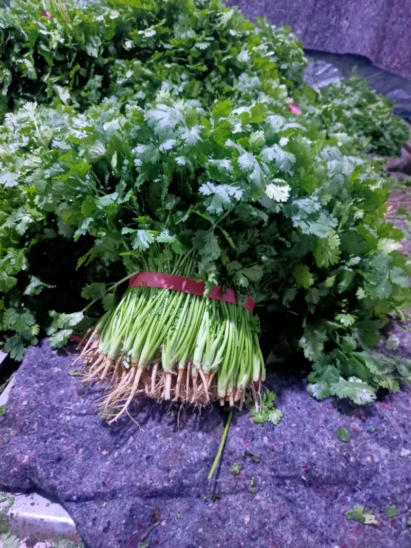 锦州市凌海市大叶香菜