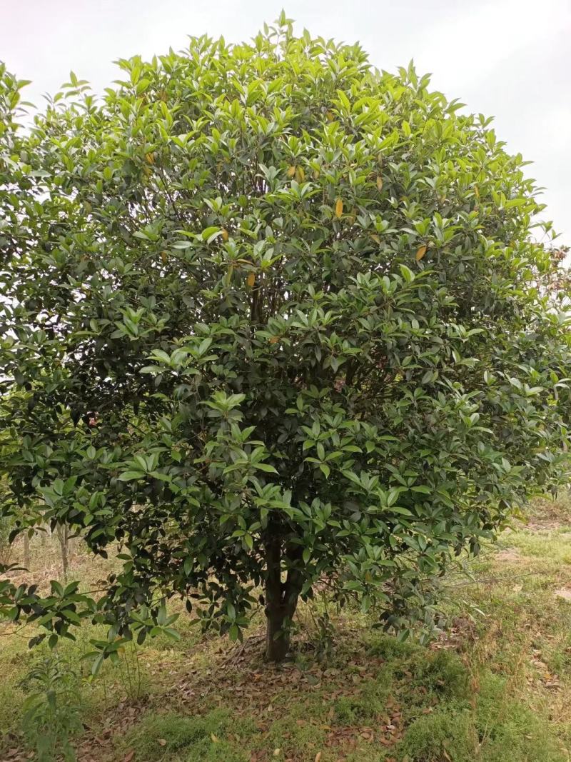 单杆桂花，丛生桂花各种规格齐全，河南桂花树