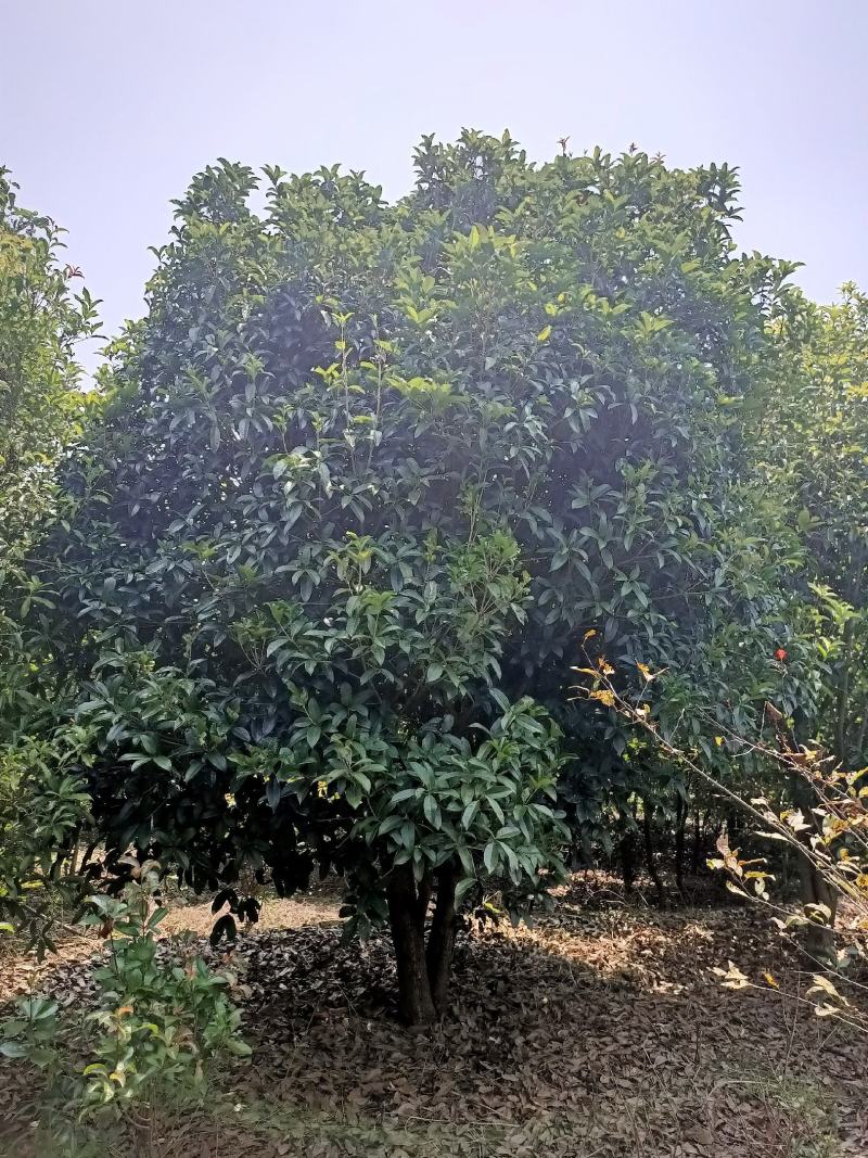 单杆桂花，丛生桂花各种规格齐全，河南桂花树