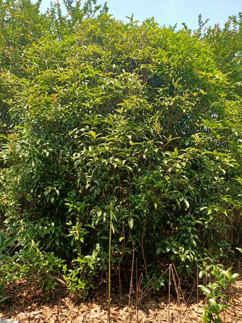 单杆桂花，丛生桂花各种规格齐全，河南桂花树
