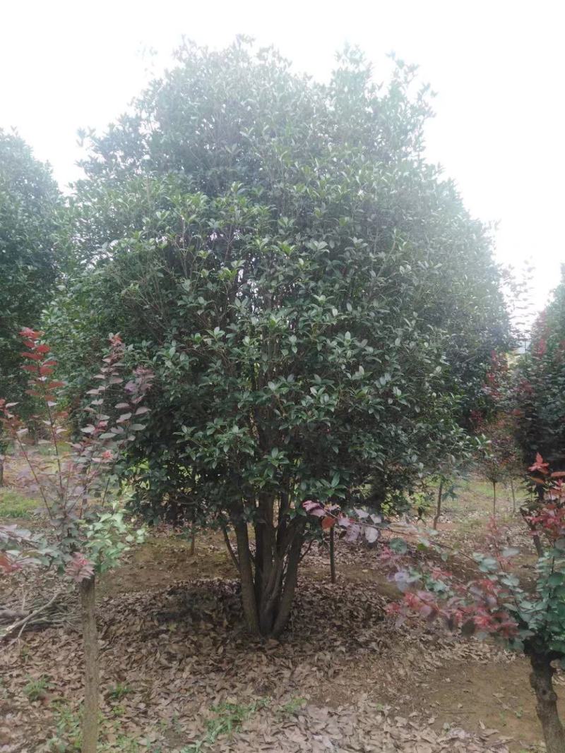 单杆桂花，丛生桂花各种规格齐全，河南桂花树