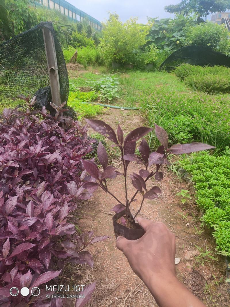 大叶红草