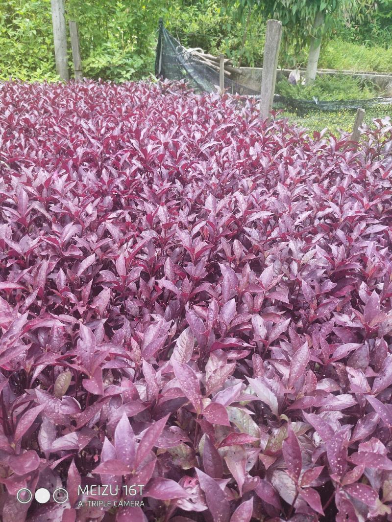 大叶红草
