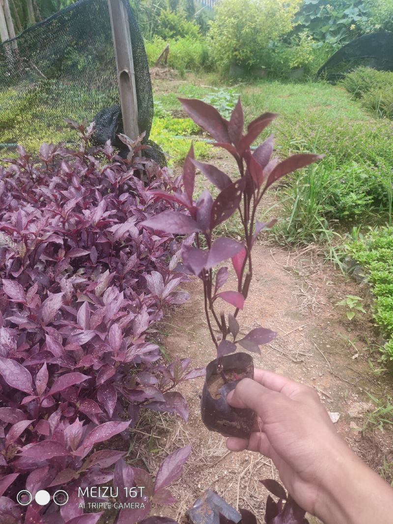 大叶红草