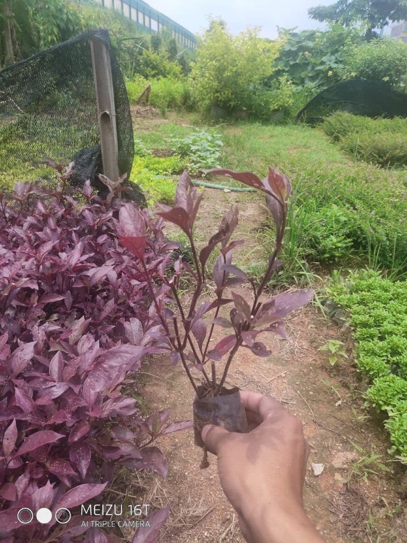 大叶红草