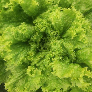 生菜，黄散叶生菜