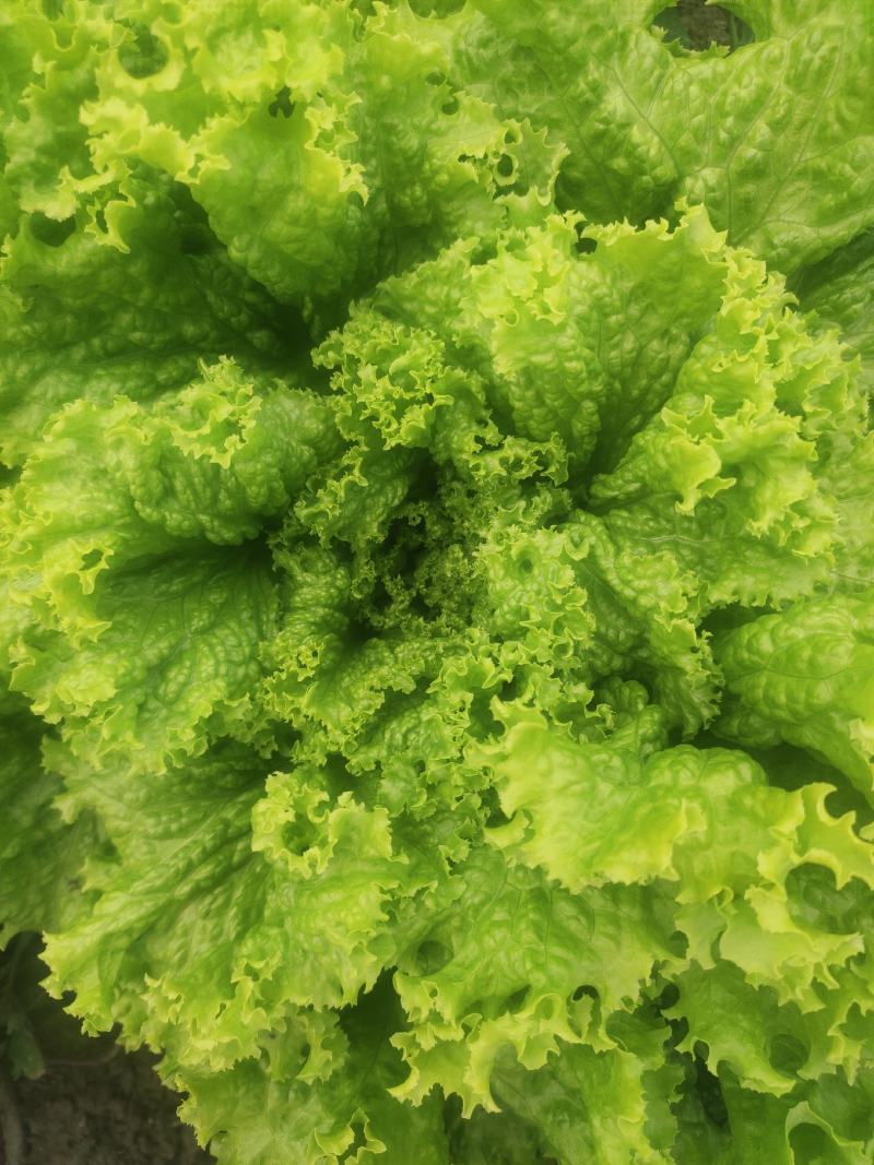 生菜，黄散叶生菜