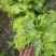 生菜，黄散叶生菜