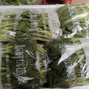 精品油菜