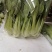 精品油菜