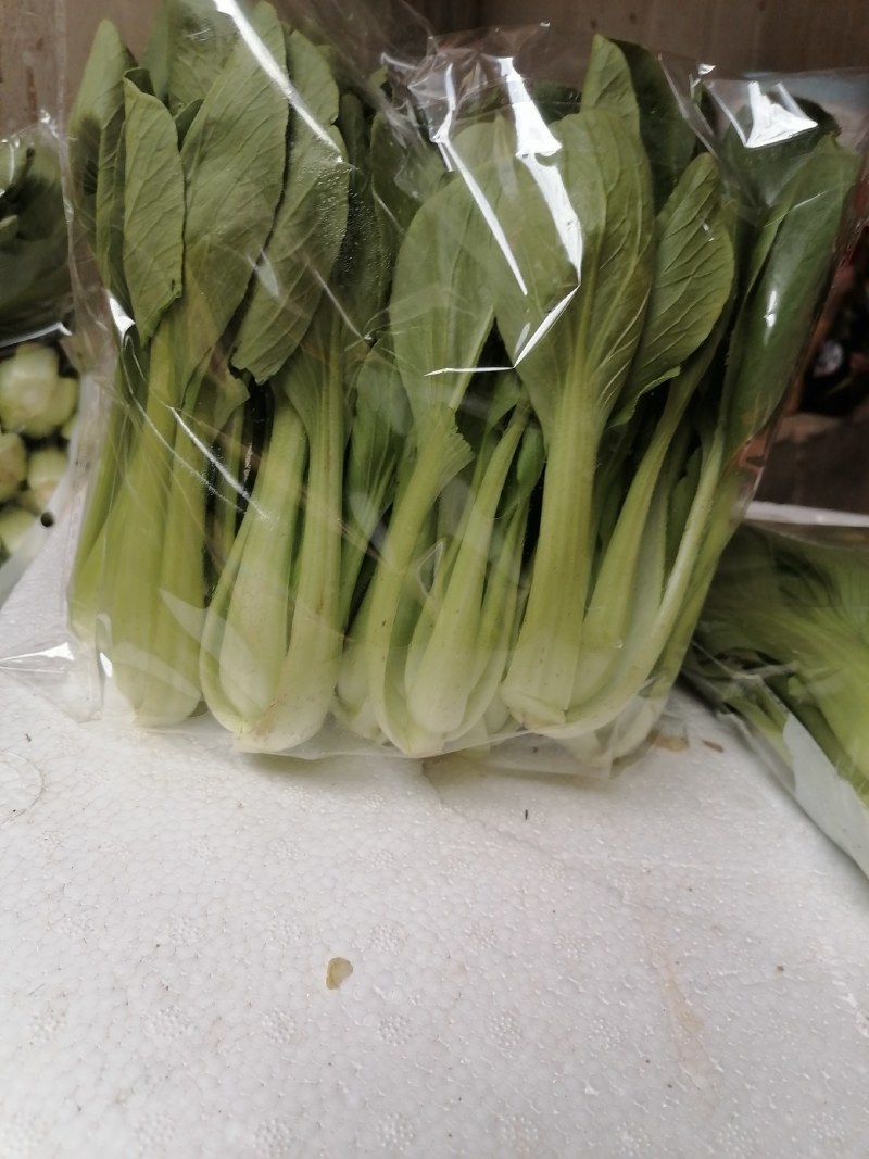 精品油菜