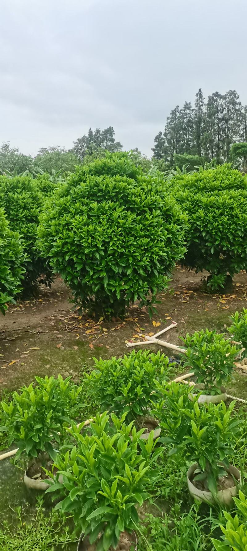 非洲茉莉