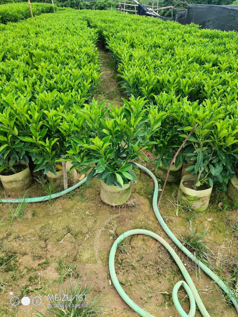 非洲茉莉